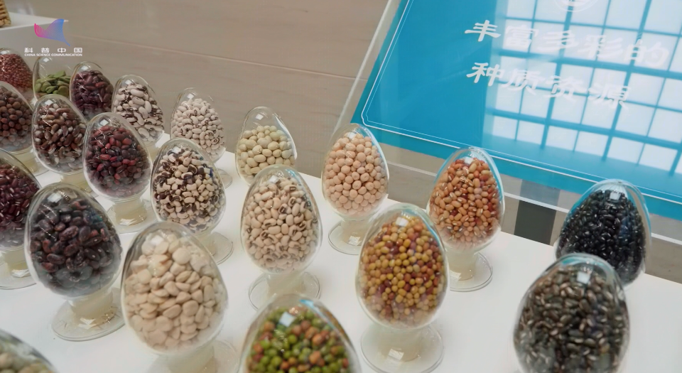 【大国粮策】5万份“豆种宝藏”如何炼成餐桌美味？