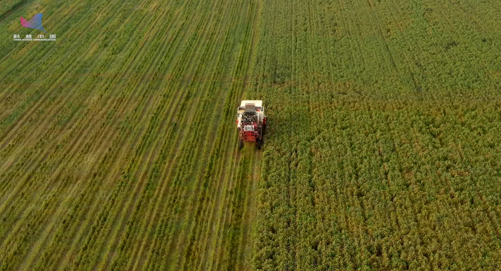 【大国粮策】减化肥、省人工、提产量！揭秘会“智能瘦身”的谷子田