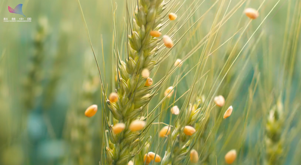 【大国粮策】麦浪里的基因密码：一粒种子里的华夏农耕文明