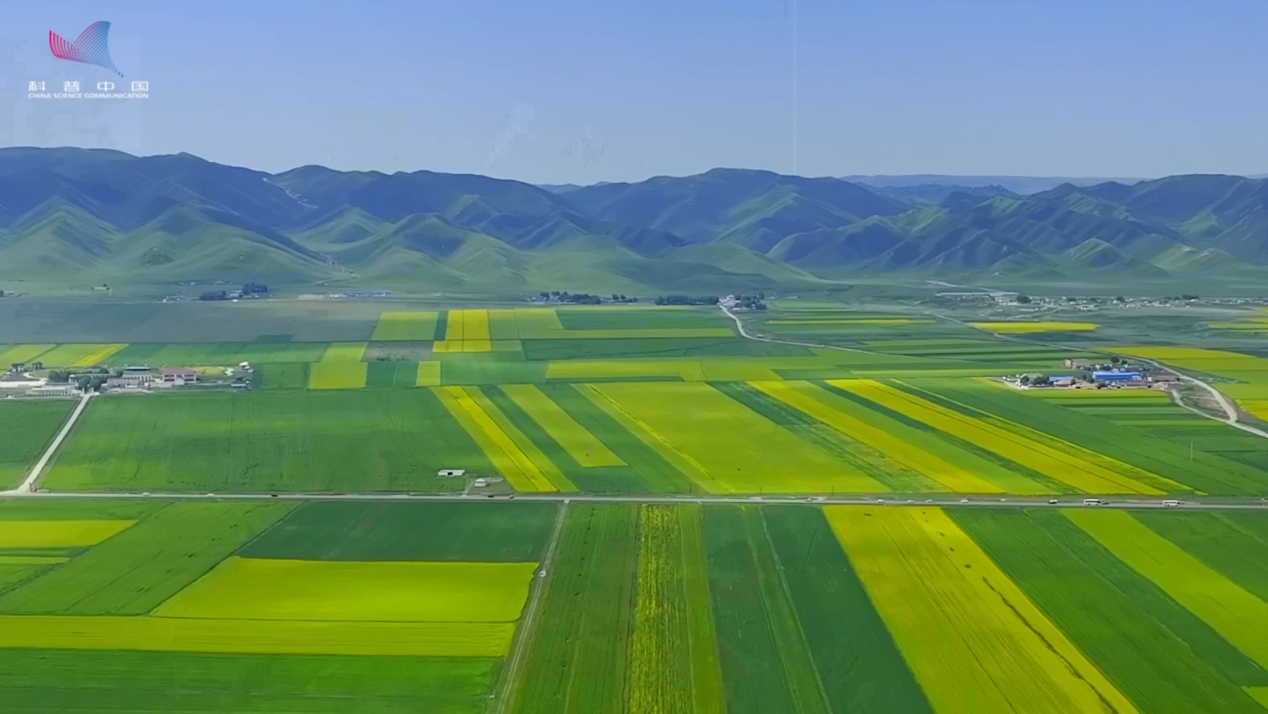 【大国粮策】麦浪里的基因密码：一粒种子里的华夏农耕文明