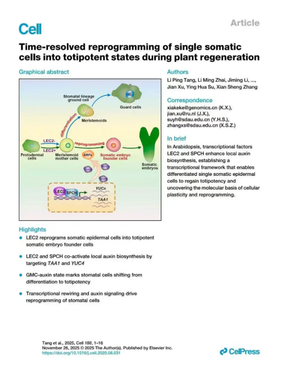 单个体细胞如何“变”完整植株？我国科学家攻克世纪难题