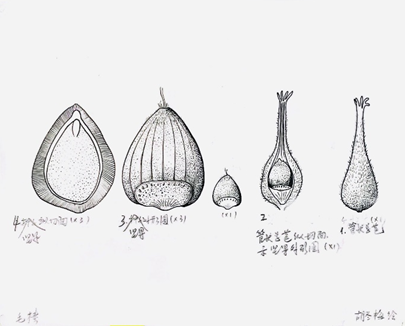 凝驻生命微迹，贯通科学之眼——植物种子博物绘图的多维科学价值