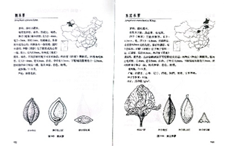 凝驻生命微迹，贯通科学之眼——植物种子博物绘图的多维科学价值