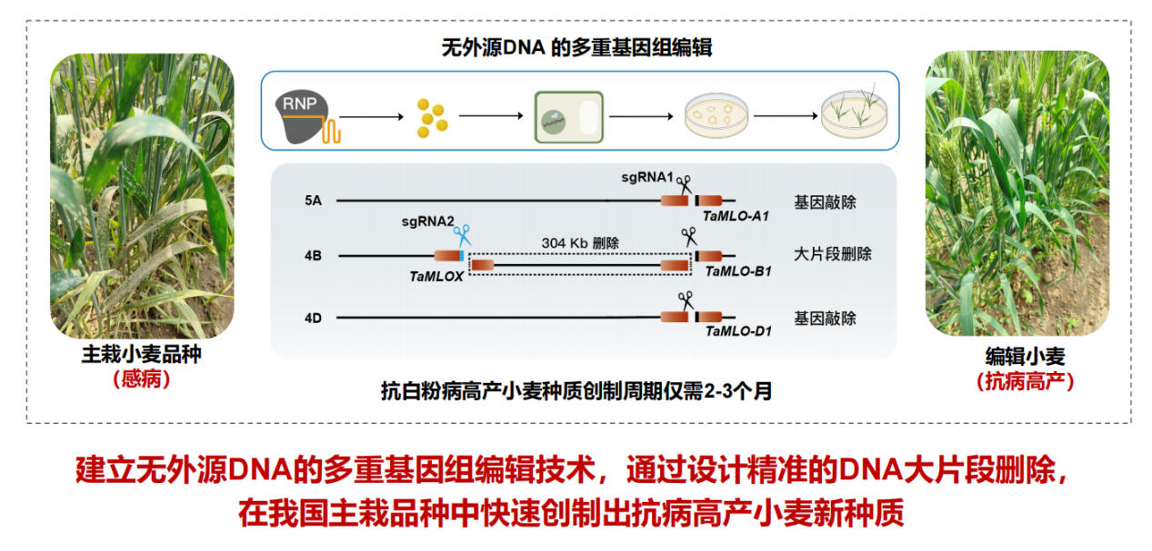 ​基因编辑攻克白粉病难题，让小麦抗病又高产