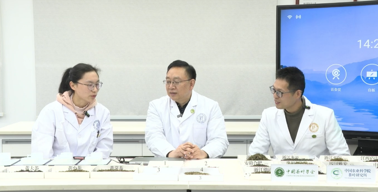 科学“找茬”辨黄茶，黄茶科学品鉴云课堂开讲