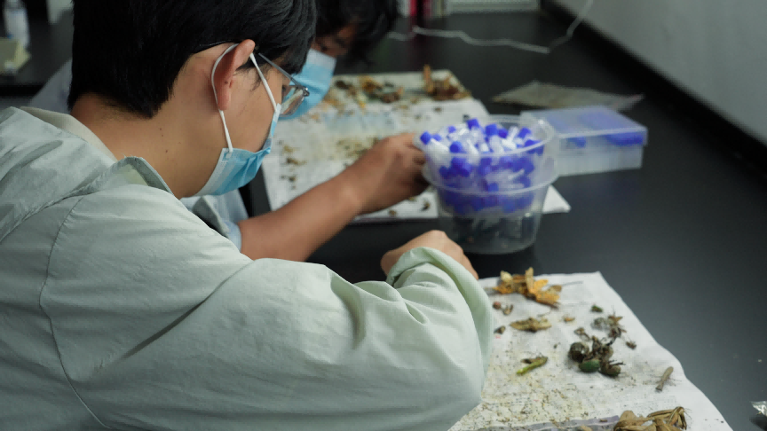 新春走基层｜“虫子飞到哪，我们的监测和研究就跟到哪”