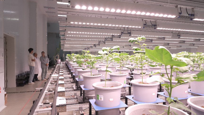 新春走基层｜这里的棉花苗，正在集体“闯关升级”