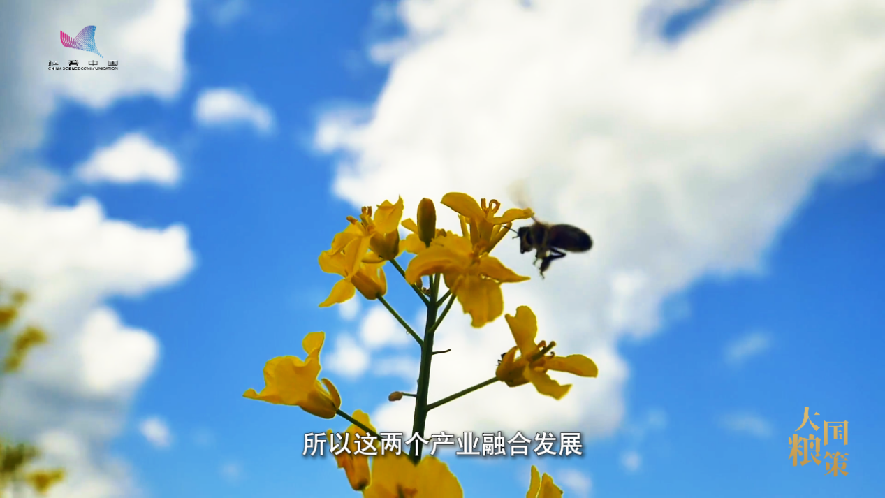 春耕中的新质生产力：小蜜蜂撬动油菜产业大增收