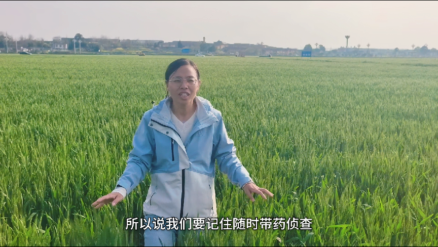 小麦苗情有早有晚怎么办？苗弱补肥、天旱灌水、苗旺防病