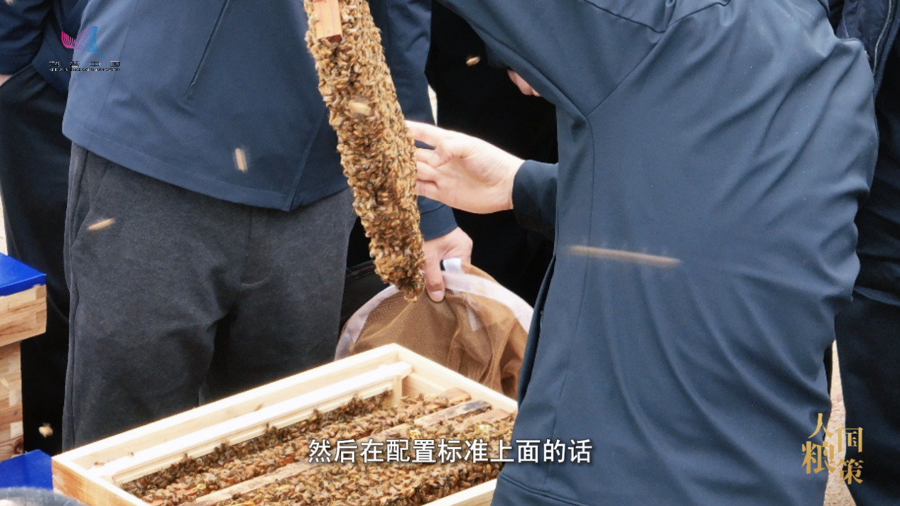 春耕中的新质生产力：小蜜蜂撬动油菜产业大增收