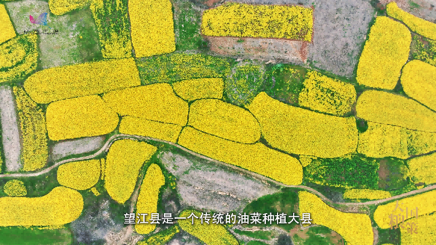 春耕中的新质生产力：小蜜蜂撬动油菜产业大增收