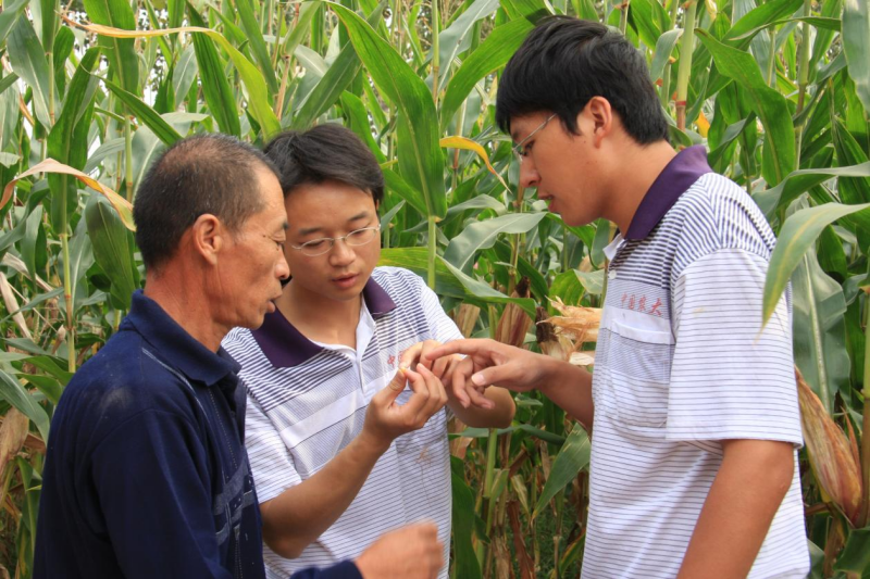从象牙塔扎进盐碱地，研究生当起了新农人——中国农业大学曲周科技小院见闻