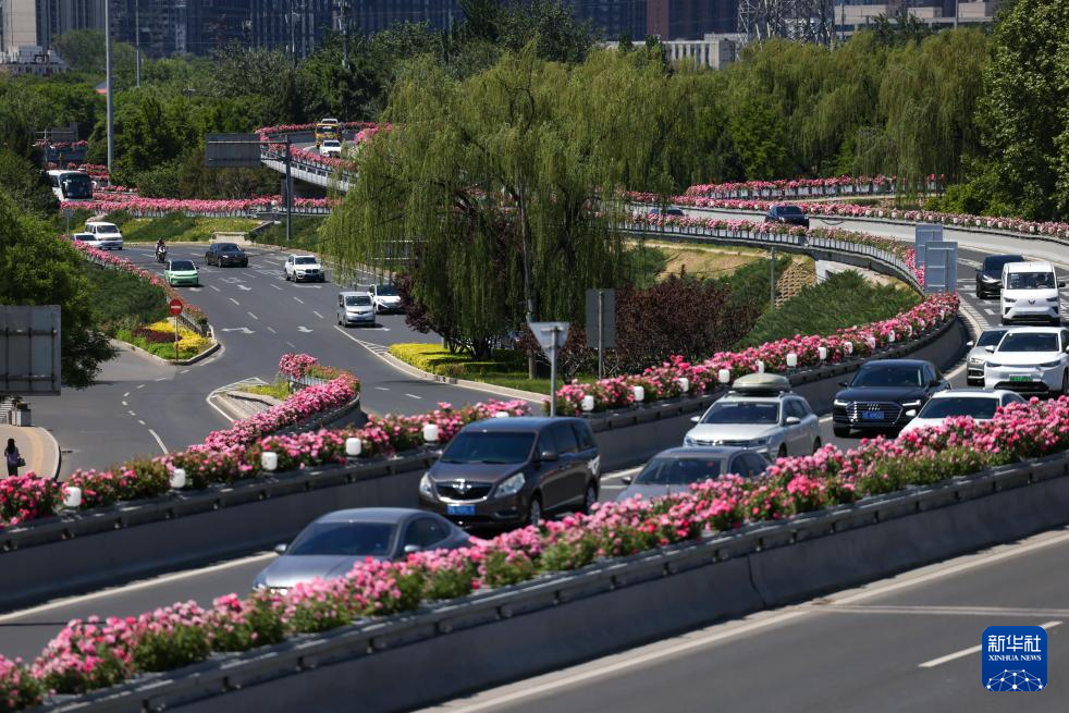 我在北京“走花路”:探访顶流花魁的“硬核爸妈” 我在北京“走花路”:探访顶流花魁的“硬核爸妈”