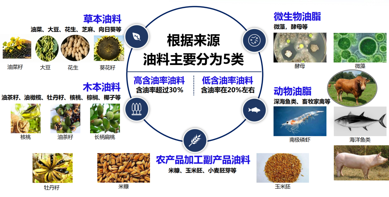 【大国粮策】读懂油脂，你吃的油到底是什么？