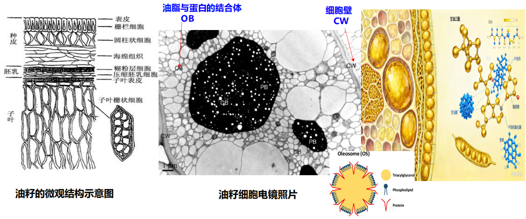 【大国粮策】别再傻傻戒油了！解码油脂里的“隐形营养”与健康密码
