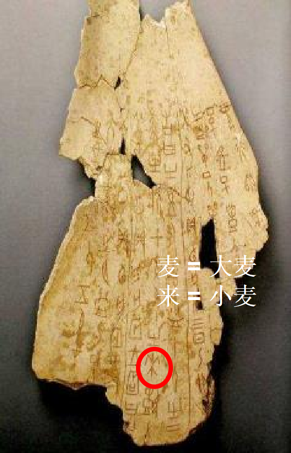 【大国粮策】啤酒、威士忌、糌粑都离不开它，这粒古粮不简单