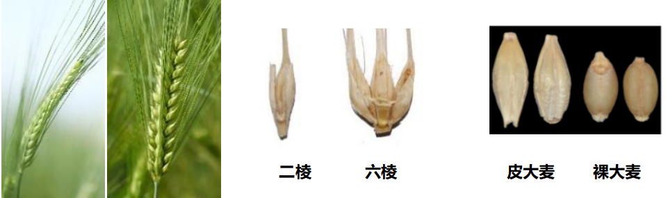 【大国粮策】啤酒、威士忌、糌粑都离不开它，这粒古粮不简单