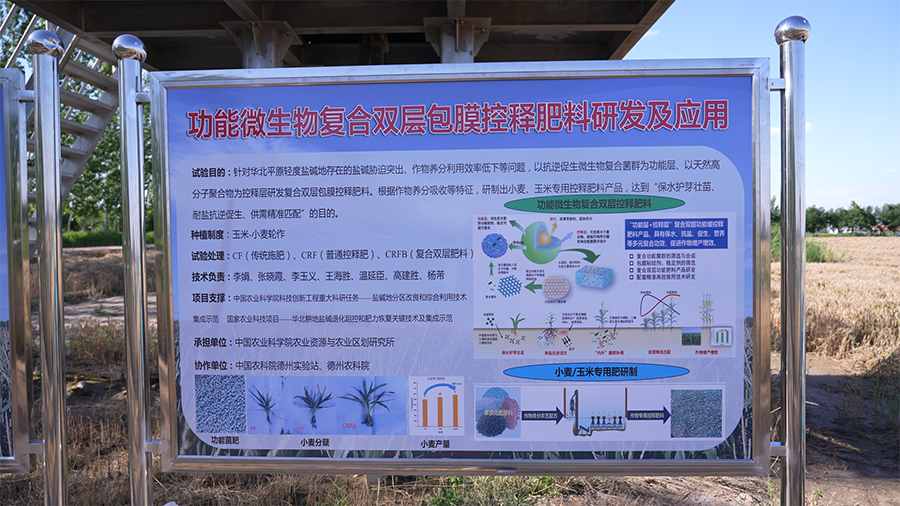 “扩增调”对症盐碱斑，德州千亩示范片交出硬核成绩单