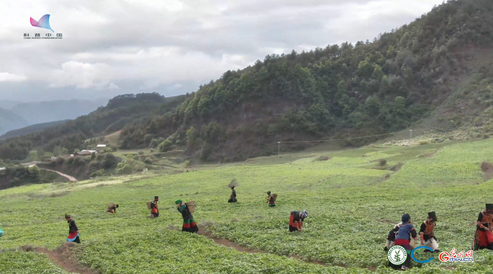 大凉山里的“黑色宝藏”：苦荞为何成为彝族人离不开的粮食